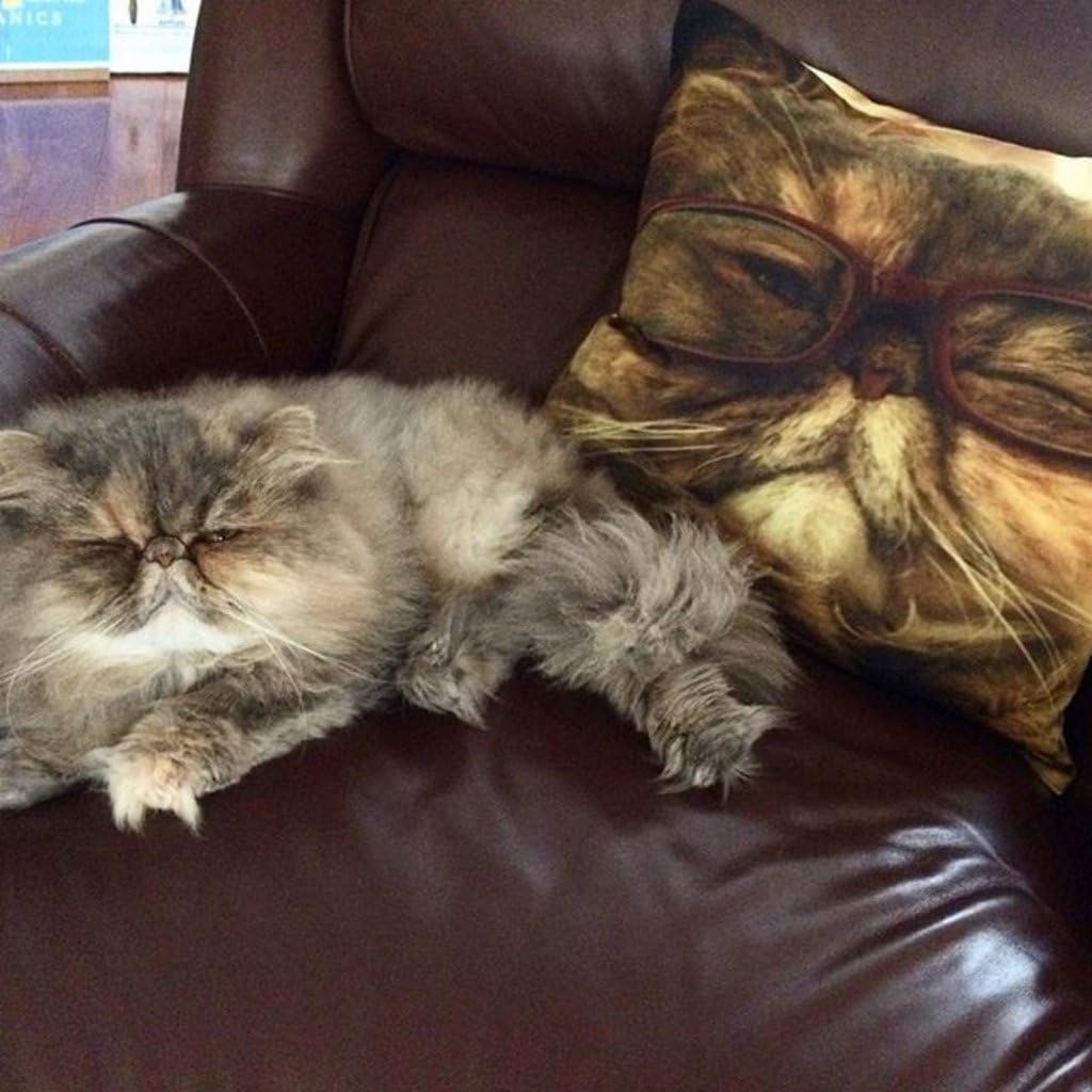 Shop&Three Custom Design Photos or Text Outdoor/Indoor Throw Pillowcase, Personalized Pet Photo Pillow, Love Photo Throw Pillowcases…