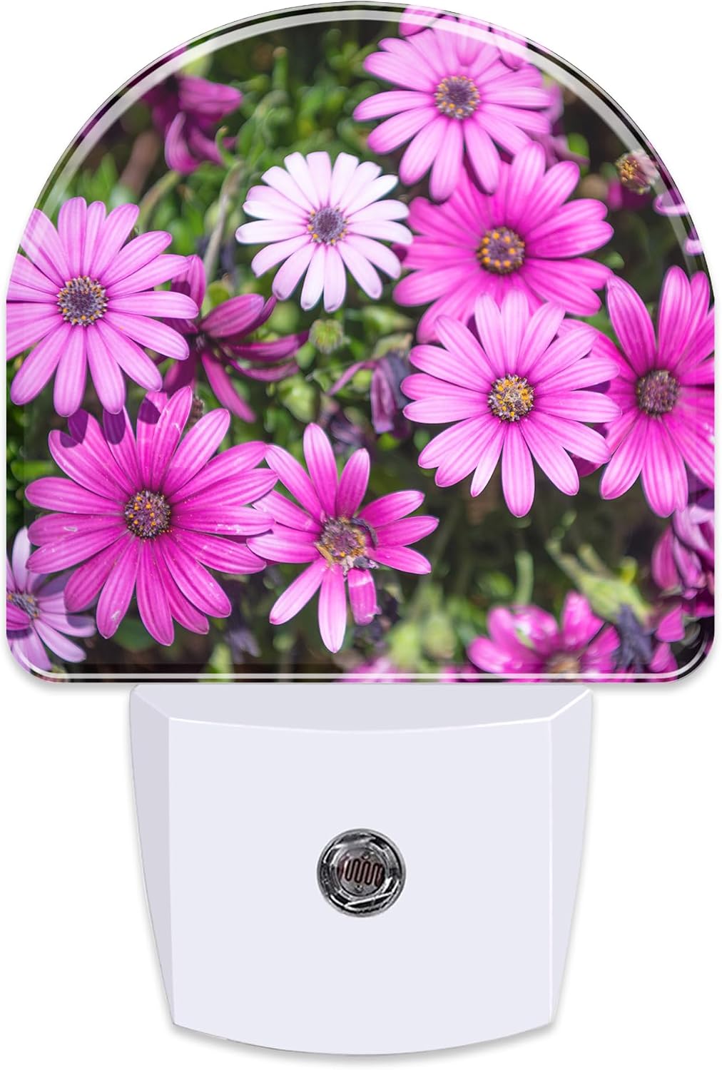 Purple Daisies Flowers Night Light, Beautiful Blooming Daisy Dusk to Dawn Night Light Plug in,0.5w Energy Saving Sleep Friendly…